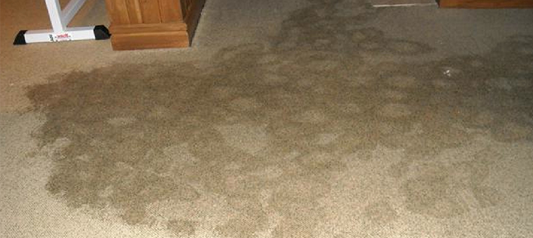 WaterDamagedCarpetPic