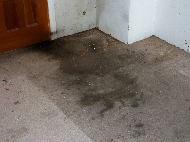 Health Risks of Filthy Carpets and Prevention Tips Pittsburgh Carpet