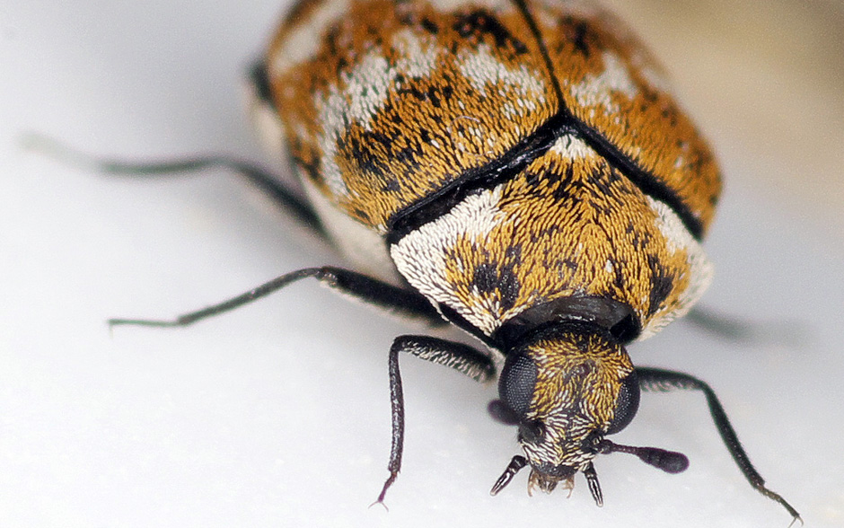 How to Get Rid of Carpet Beetles - The Home Depot