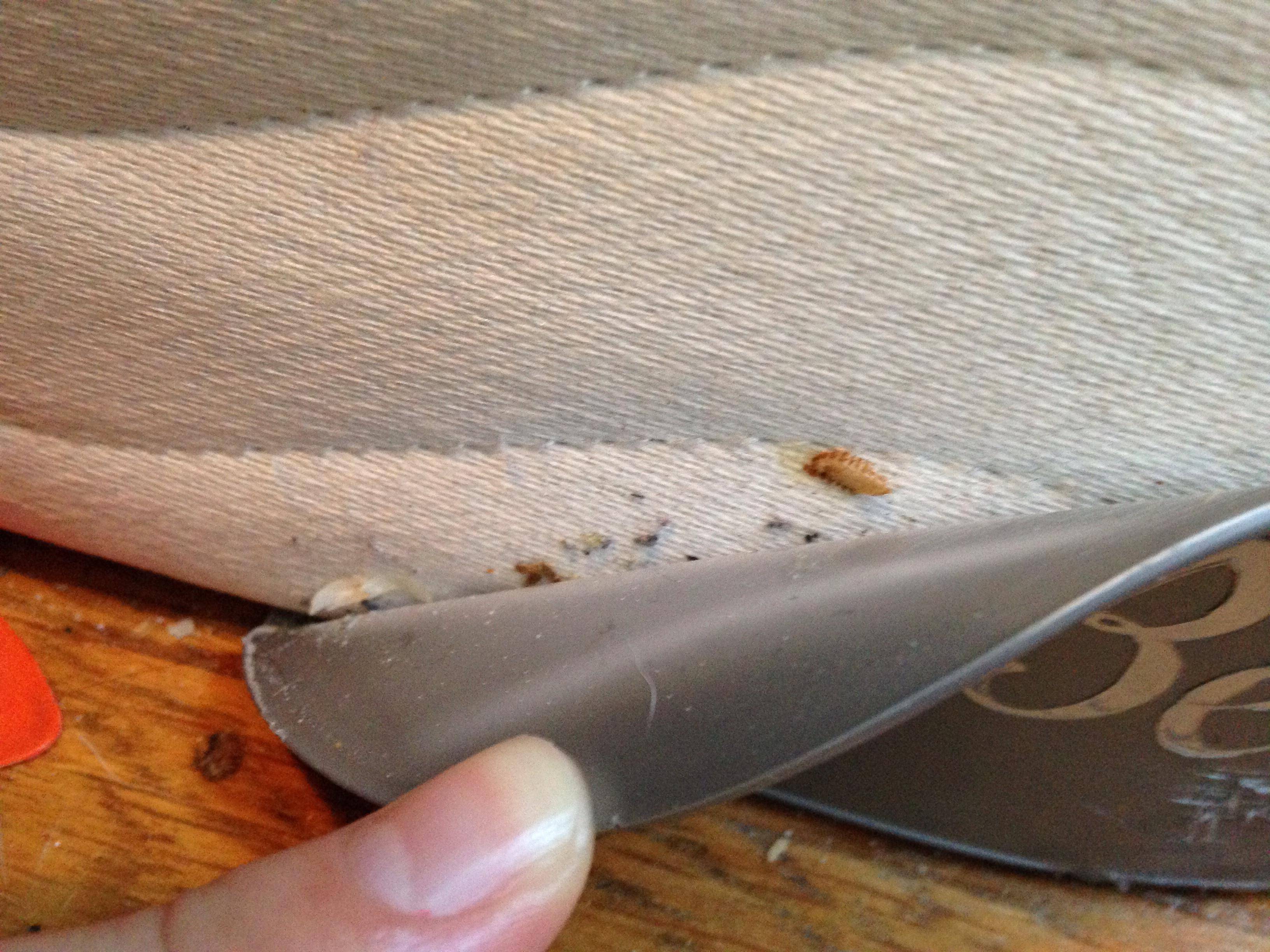 Causes and How to get rid of Carpet Beetles - Pittsburgh ...