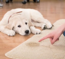 How to Remove Dog Urine From Carpet
