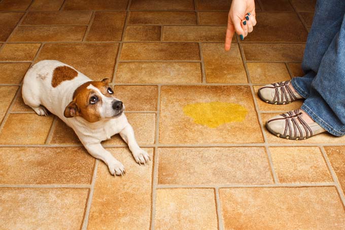 How to Clean Dog Vomit from Carpet